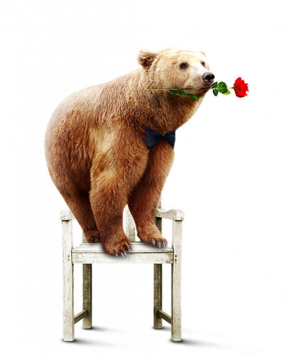 bear standing on chair with rose flower